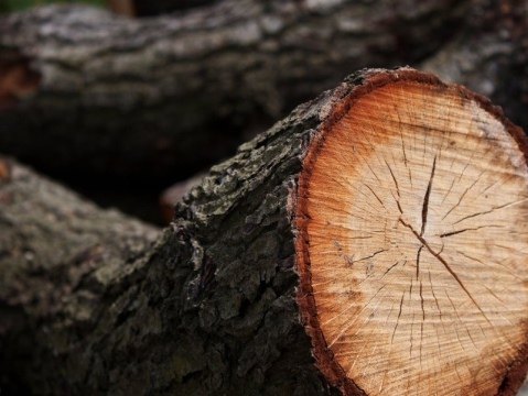 Спил деревьев Кронирование Корчевание